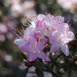 Rhododendron pubescens Flor