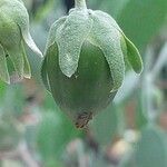 Simmondsia chinensis Φρούτο