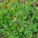 Medicago arabica Habit