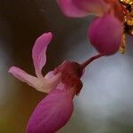 Cercis chinensis 花