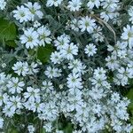 Cerastium tomentosumFlower