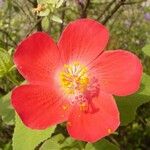 Hibiscus martianus Cvet