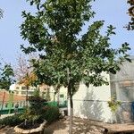 Quercus polymorpha Habit