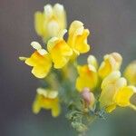 Linaria genistifoliaFlor