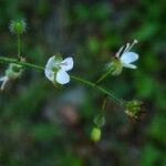 Circaea lutetiana Fiore