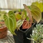 Anthurium crystallinum List