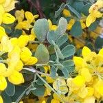 Coronilla coronata Liść