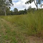 Themeda quadrivalvis Elinympäristö