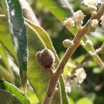 Croton flavens Fruit