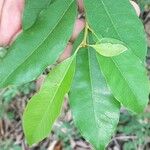 Morisonia indica Leaf