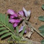 Astragalus longidentatus