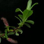 Salix bhutanensis Vivejo