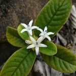 Psychotria nigotei फूल