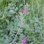 Fumaria officinalis Habitat