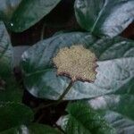 Dorstenia elata Flower