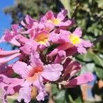 Handroanthus impetiginosus Kwiat