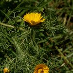 Cladanthus arabicus Otro