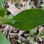 Solidago speciosa 葉