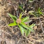 Baccharis prunifolia Hoja
