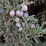 Juniperus scopulorum Fruto