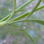 Ranunculus arvensis പുറംതൊലി
