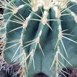 Ferocactus glaucescens Foglia