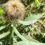 Centaurea uniflora Flower