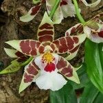 Oncidium crocidipterum