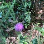 Cirsium texanum Кветка