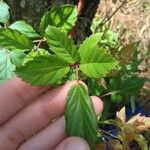 Rubus argutus Folha