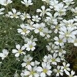 Cerastium biebersteinii Цвят