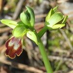 Ophrys lupercalis Mosusu