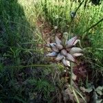 Allium canadense Blad