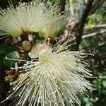 Syzygium jambos 花