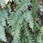 Polypodium vulgare Hábitos