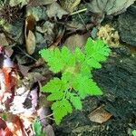 Botrychium virginianum Leaf