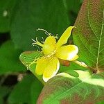 Hypericum × inodorum Flower