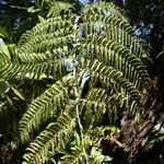 Cyathea glauca Leaf