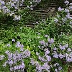 Campanula lactiflora Natur