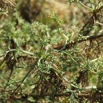 Artemisia campestris Kora