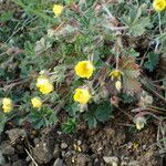 Potentilla crantzii 整株植物