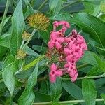 Pentas lanceolata Blomst