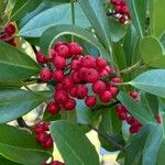 Ilex cassine Fruit