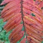 Sorbus scalaris Leaf