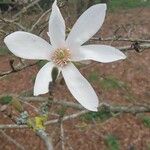 Magnolia × proctoriana Цвят