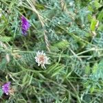 Trifolium occidentale Blomma