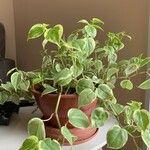 Peperomia scandens Leaf