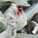 Paracaryum rugulosum Λουλούδι