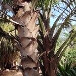 Metroxylon vitiense Habit