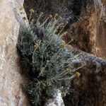 Helichrysum ambiguum Otro